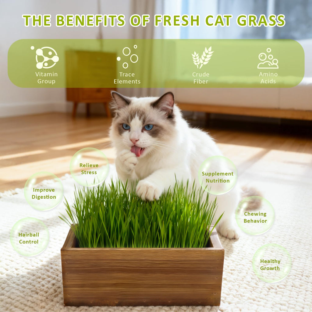 Cat Grass Kit with Wooden Planter 5 Pack G722445
