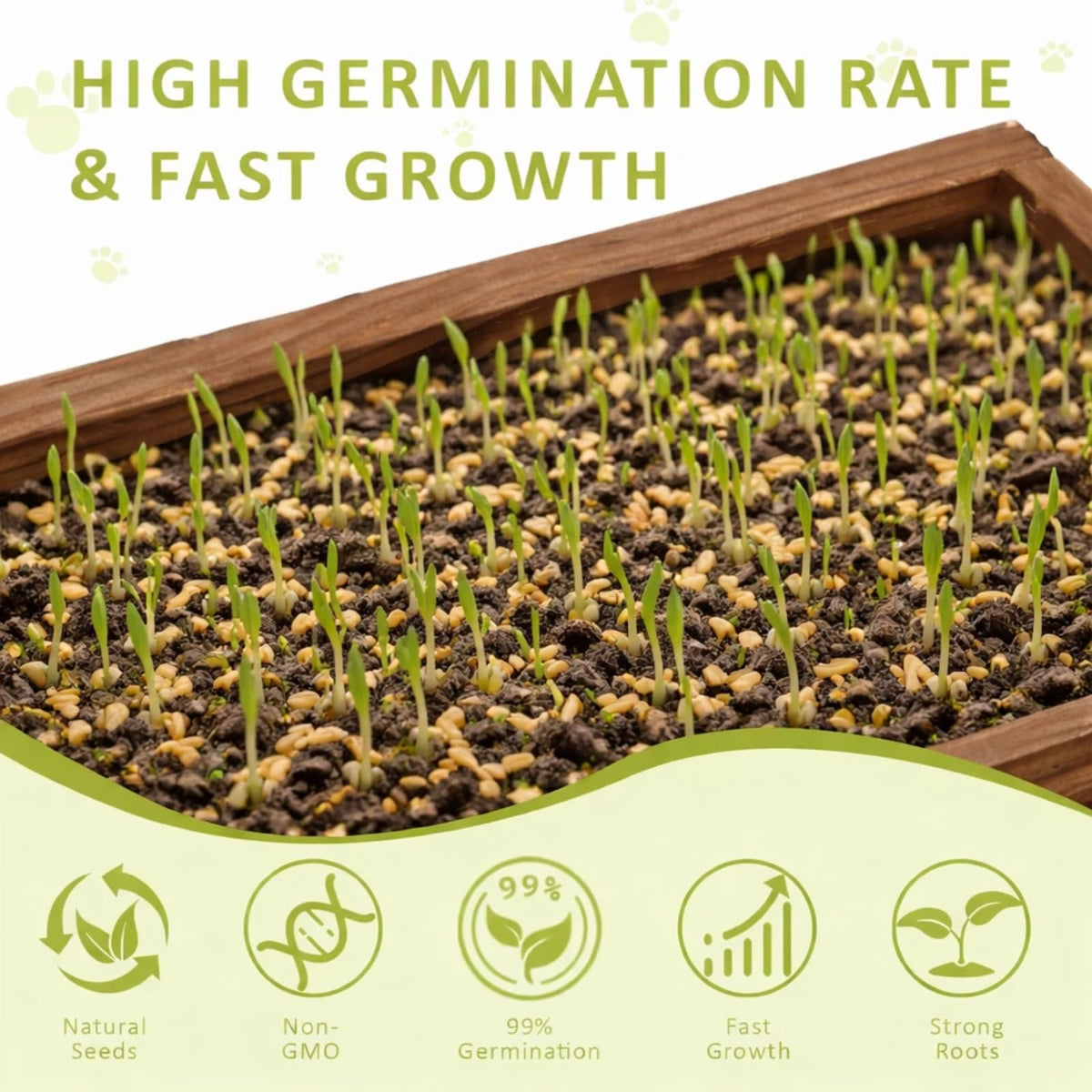 Cat Grass Kit with Wooden Planter 5 Pack G722445