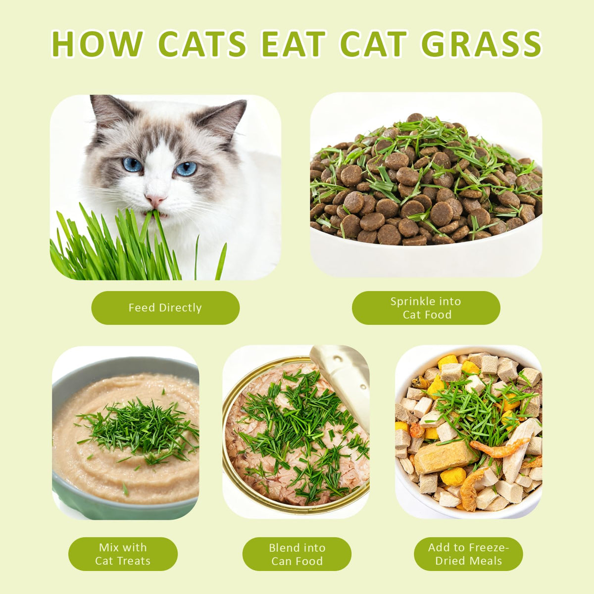 Cat Grass Kit with Wooden Planter 5 Pack G722445