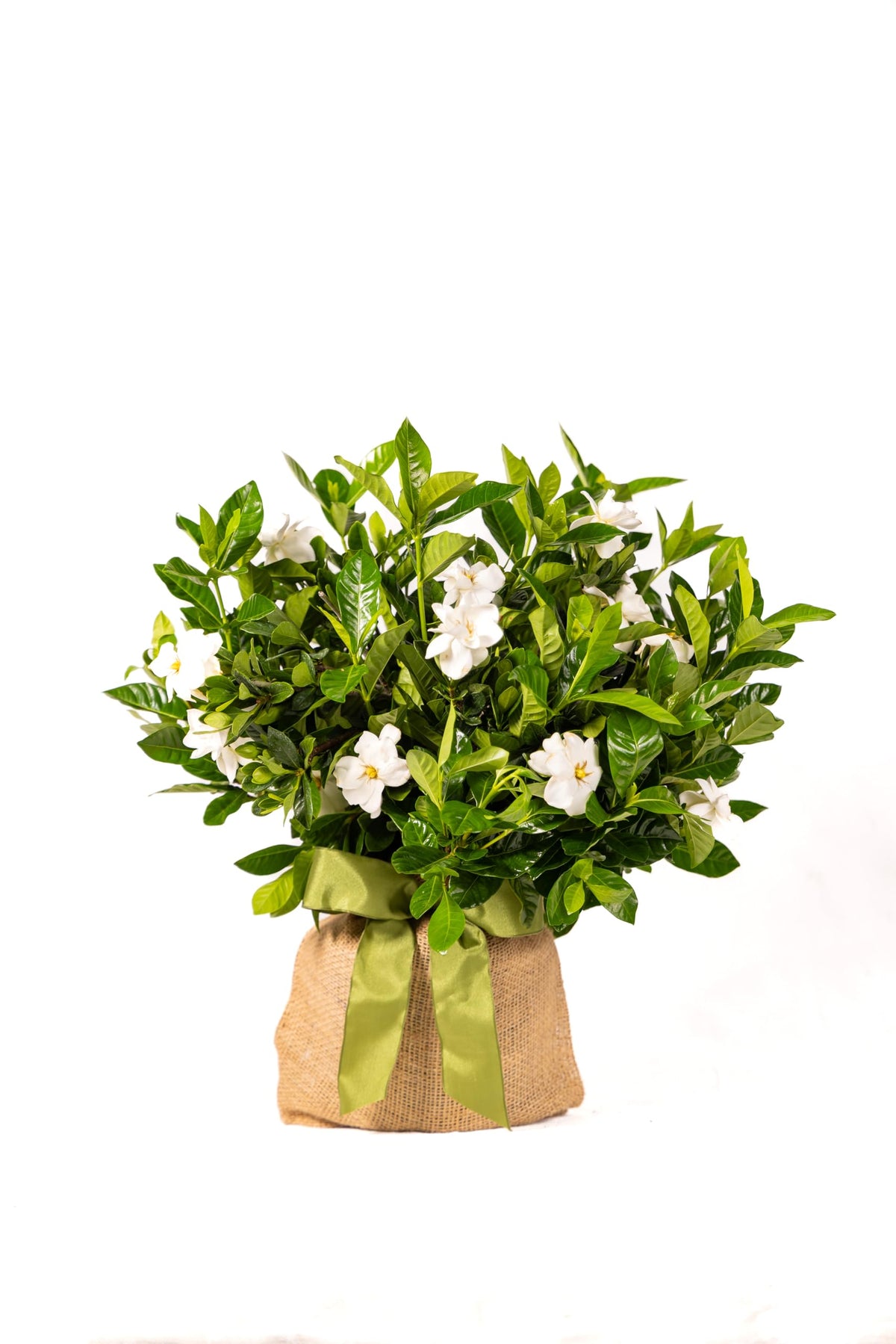 Gardenia Plant O1279