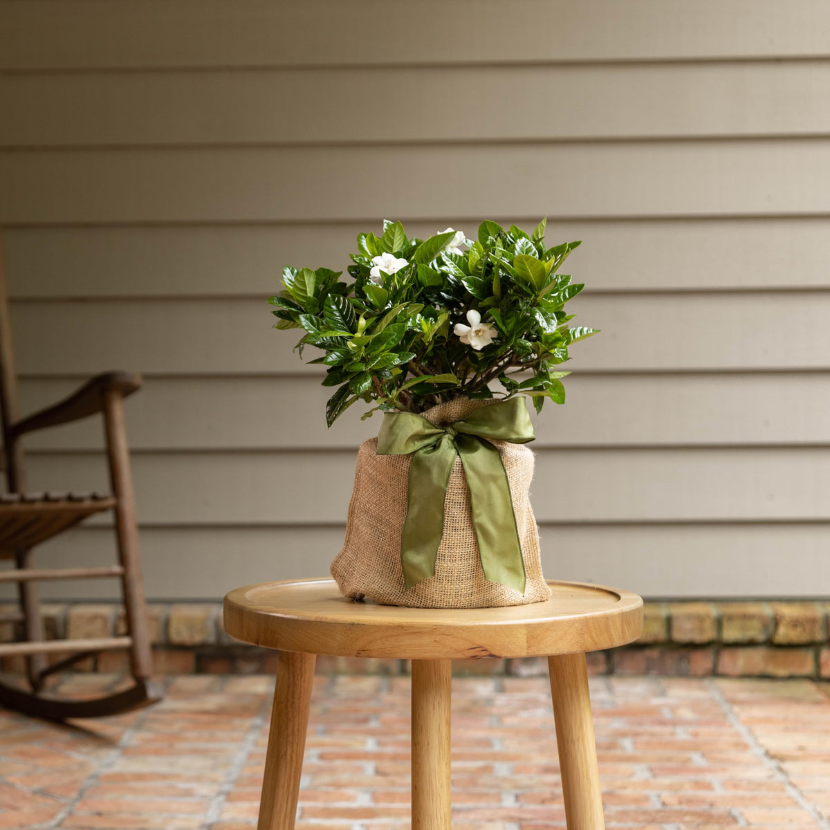 Gardenia Plant O1279